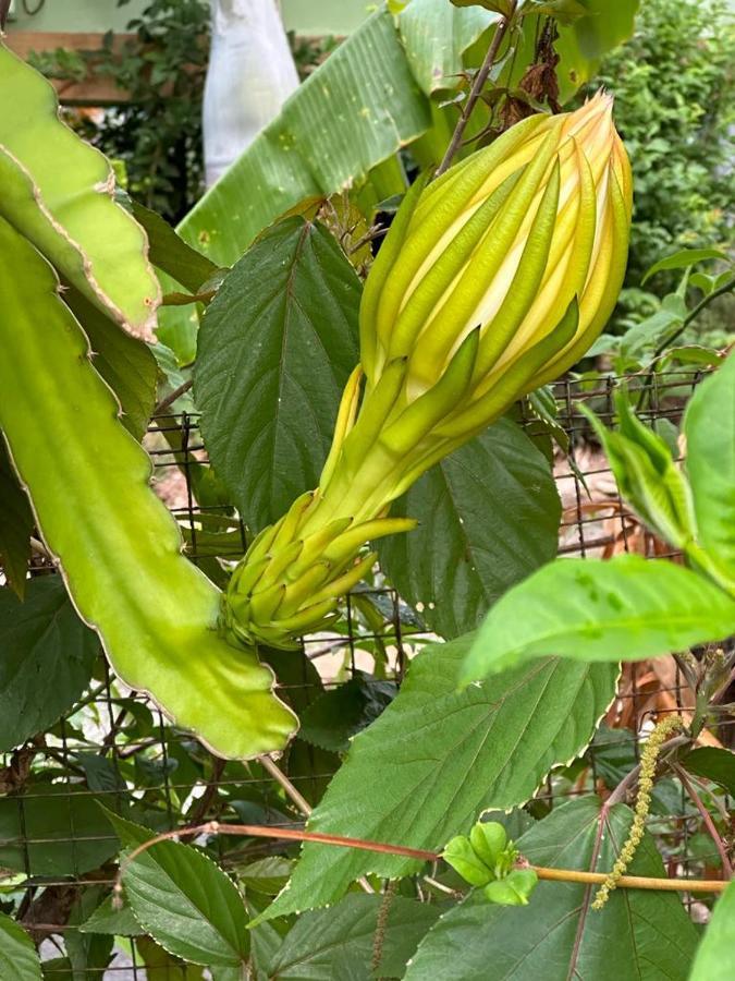 Lily Pad Lodge Bambou Bagian luar foto