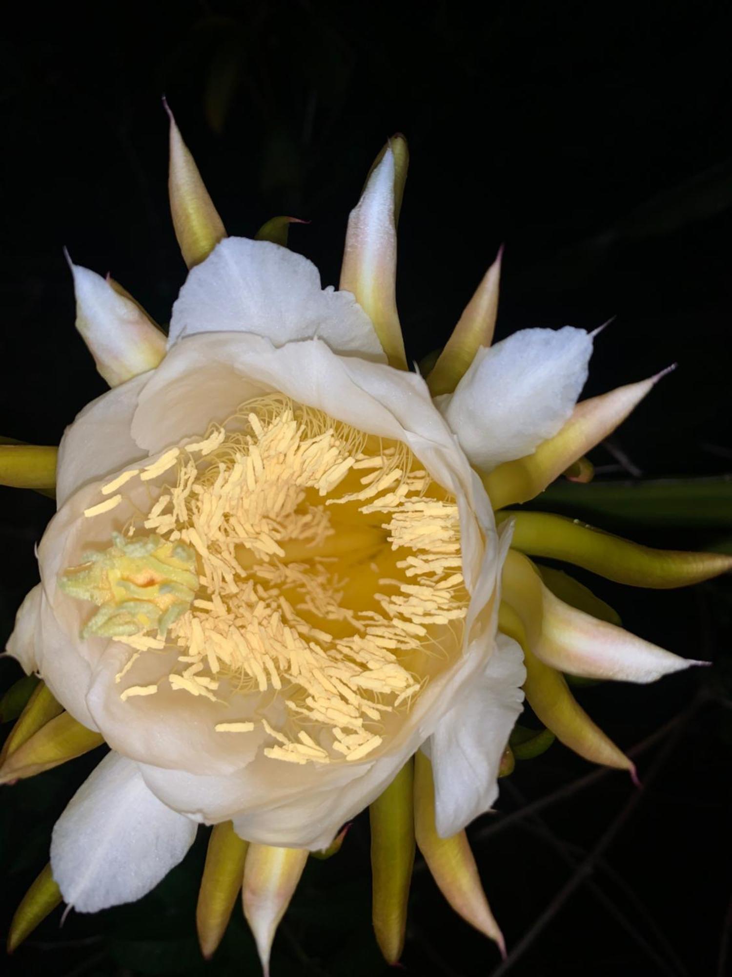 Lily Pad Lodge Bambou Bagian luar foto