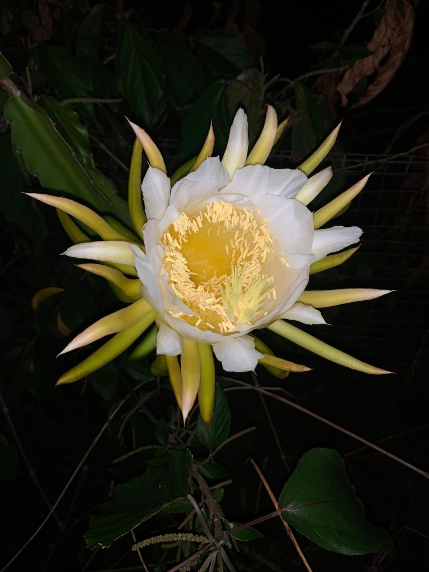Lily Pad Lodge Bambou Bagian luar foto